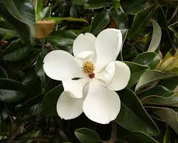 Magnolia Grandiflora 1.5-1.80m - Decojardin Nursery Tailored to You 2