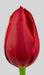 Tulipanes Patagonia Bulbo De Tulipan Rojo Intenso X1 0