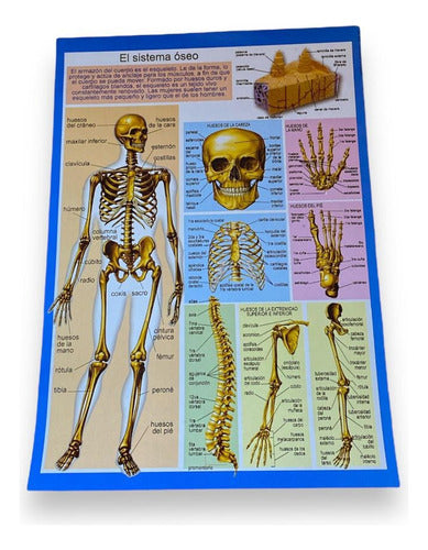 Educational Human Body Posters Set of 10 0