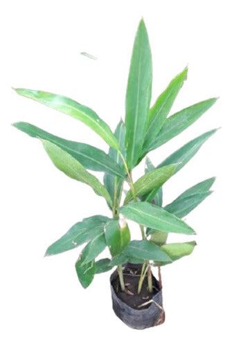 Alpinia Planta Exterior- Envios 0