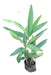 Alpinia Planta Exterior- Envios 0