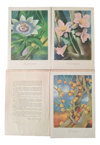 Antiguas Láminas De Flores Colección Roche 1944 1