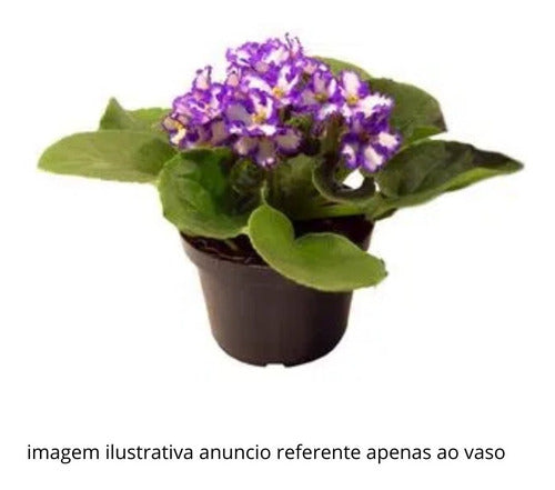 120 Vasos Pote 11 Mudas Plantas Plástico Preto Flor Violeta 4