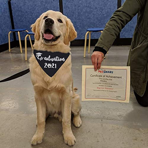 Bandana De Graduacion De Perro Jpb 3