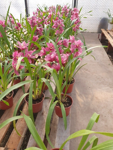 Orquideas Cymbidium, Rosa Viejo, Muy Florecidas 2