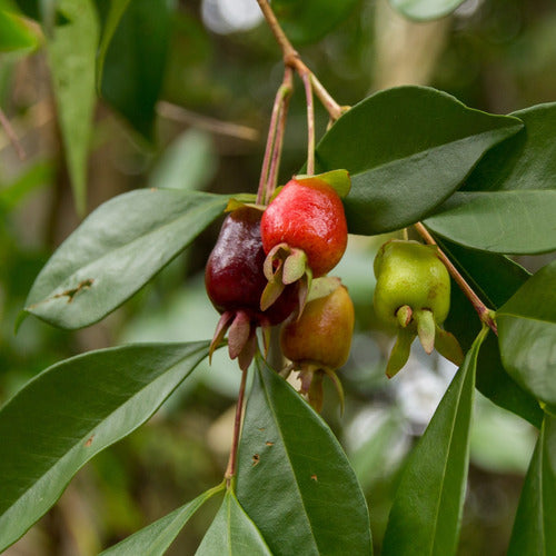 Cerella - Eugenia Involucrata Árbol Frutal Nativo 1