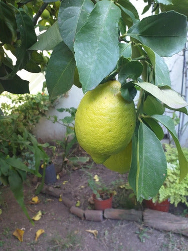 SM Organic Lemons Pesticide-Free, Directly from the Plant! 5