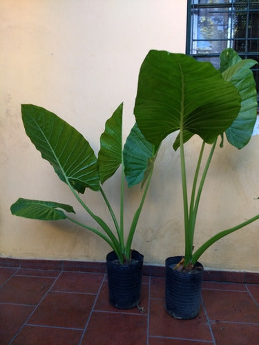 Planta Alocasia, Oreja De Elefante De 0,50 A 1,0 M 0