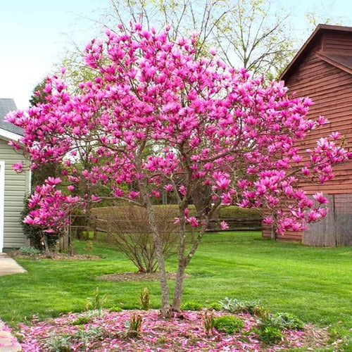 Magnolia Pùrpura ( M Liliflora) 1