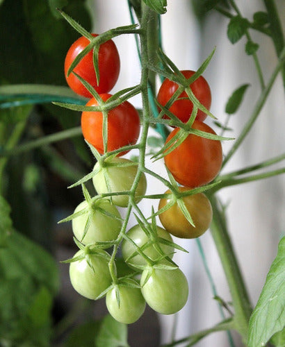 Plantin De Tomate Cherry De Alta Producción  Huerta Orgánica 3