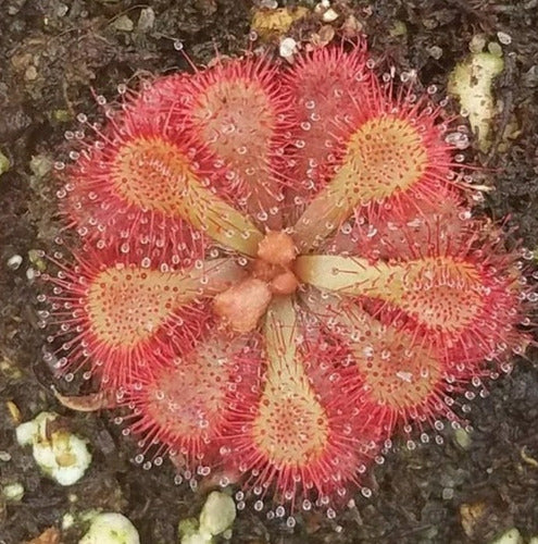 Planta Carnívora Drosera Dielsiana Adulta !! 1