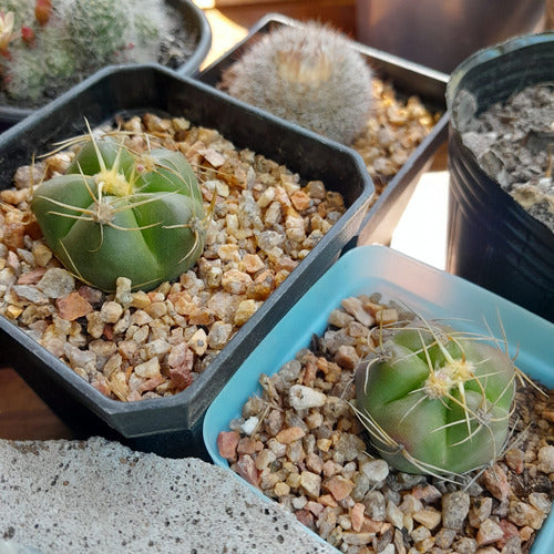 Gymnocalycium Horstii Cactus 3