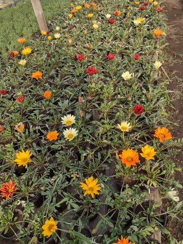 Gazania Floral Seedlings Assorted Colors X 10 1