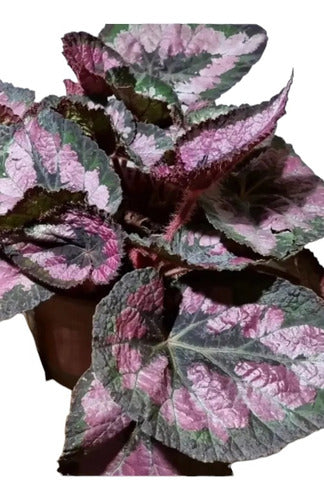 Begonia Rex (Pink or Silver) 2