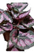 Begonia Rex (Pink or Silver) 2