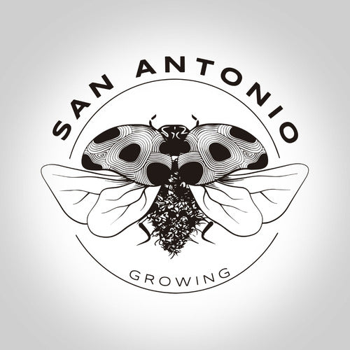 San Antonio Growing Caja De Curado Humidor Cedro XL Hashera 5