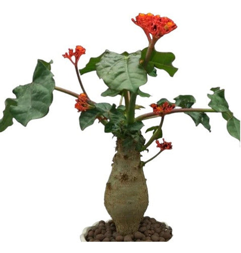 Jatropha Podagrica - Vientre De Buda 0