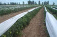 Agrotextil Manta Antihelada 1.40m X 40 Metros Oferta!!! $ 4