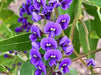 Hardenbergia Violácea , Trepadora Flores Violetas ! 1