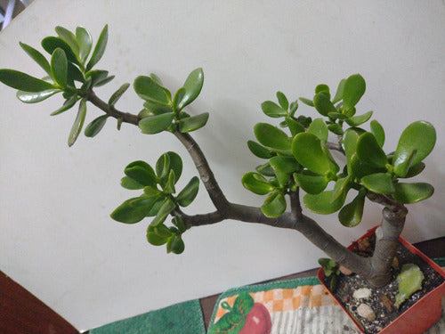 Árbol De Jade Crassula Ovata 1