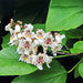 Arbol Catalpa Sombra - Hermoso - E.caba Y Gba 1