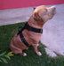 Stylish_dogg Pechera + Collar Con Agarre + Bozal - Pitbull, Boxer, etc. 3