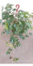 Cissus Plant Ivy Grapevine Deco Climbing Pot 4