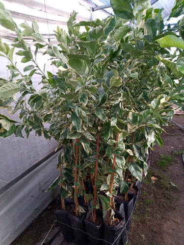 Limonero Variegado 4 E - H E R M O S O - E.gratis Amba 7