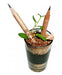 Bulk Plantable Eco Friendly Pencils with Shipping x100 Units 3