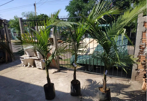 Palmera Real Envío Gratis 1