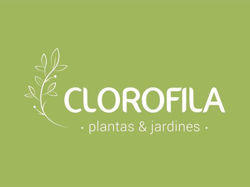 Clorofila_Plants Palmera Areca Gigante 30 L. Certified by Senasa 5