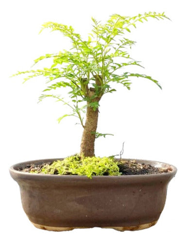 Arteenbonsai Ombu Palo Borracho Ficus Árbol De La Vida Pino 5