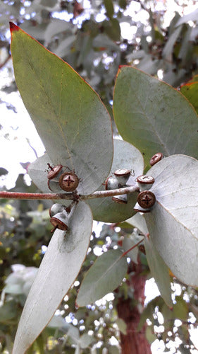 Semillas De Eucalipto Cinerea (eucalyiptus Cinerea) 6