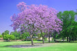 Vivero Simón Jacaranda Plants 1.2 Mts 3