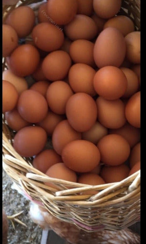 Organic Free-Range Pastoral Eggs with Orange Yolk - High Quality - Pack of 30 4