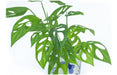 Monstera, Planta De Interior, Adansonii Schott 0