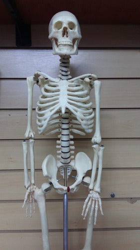 Mini Skeleton 85cm Height 2