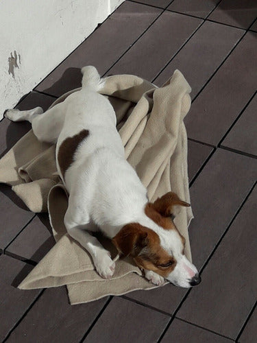 Jack Russell Terrier For Mating in La Plata 0