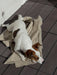 Jack Russell Terrier For Mating in La Plata 0