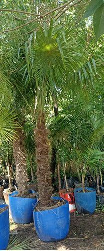 Palmera Trachicarpus De Gran Porte. 1