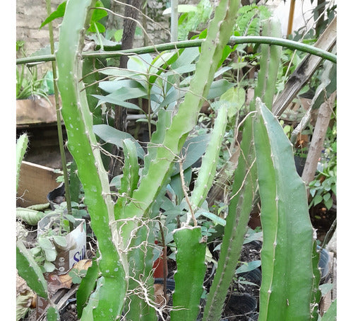 Plantas De Pitahaya Pulpa Roja 1