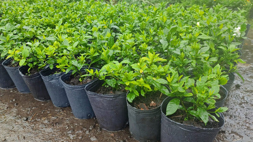 Jazmín Kimura 3l Gardenia Augusta Kimura Greenonline Vivero 2