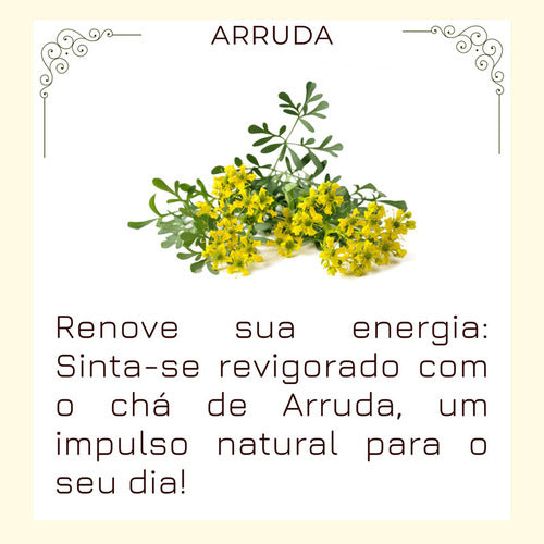 Chás De Arruda Verdadeira Ruta Graveolens Erva Natural 2