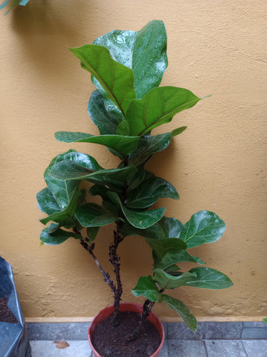 GEO PACA Ficus Pandurata Grande Doble Ramificado 2