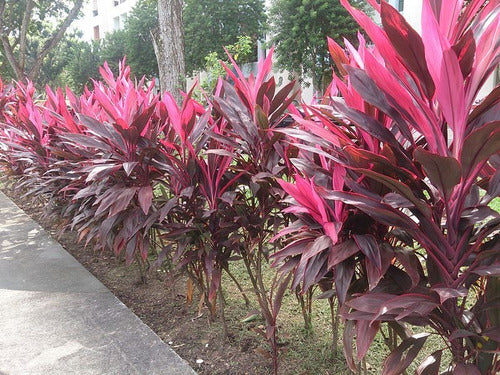 Dracena Rubra , Gigantes 1