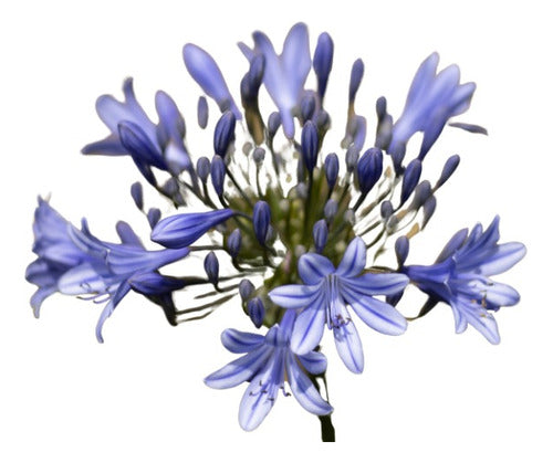 Planta Agapanthus Violeta X5 Unidades En 3 Litros 1.ªcalidad 0