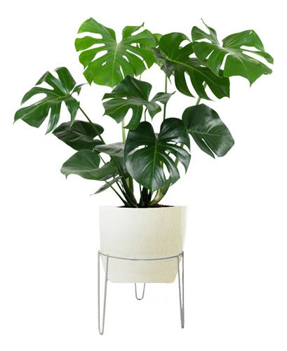 VKV Store Tripod Plant Stand 22cm Height for Pot N18 6