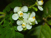 Globito Cipó Cardiospermum Grandiflorum Trepadora Nativa 1