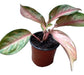 Planta Aglaonema Pink 0