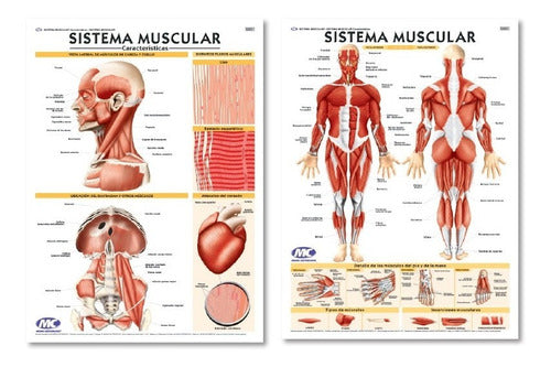 Lámina Sistema Muscular -doble Faz 70x100cm 0